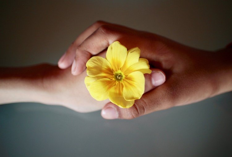 two hands holding yellow flower