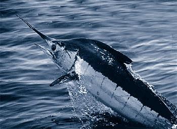 marlin fish