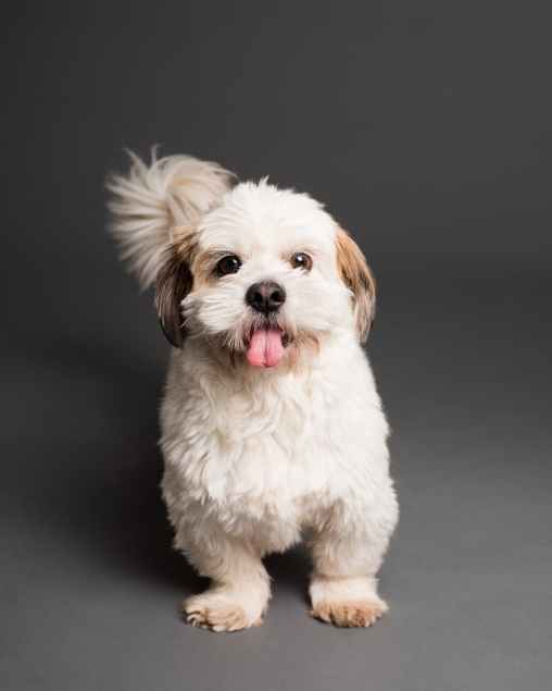 adult white and brown shih tzu dog