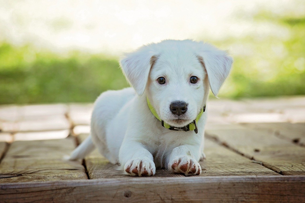 a white puppy sits and looks at the screen